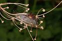 Larinioides_cornutus_D5050_Z_88_Les Gris_Frankrijk